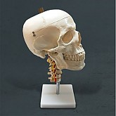 경추두개골 모형